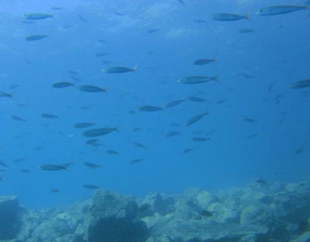Banco de peces bajo el mar